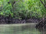 BNI Rehabilitasi 50 Hektare Mangrove Banyuwangi, Bantu 5.000 Warga