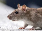 9 Cara Ampuh Basmi Tikus di Rumah dari Hantavirus