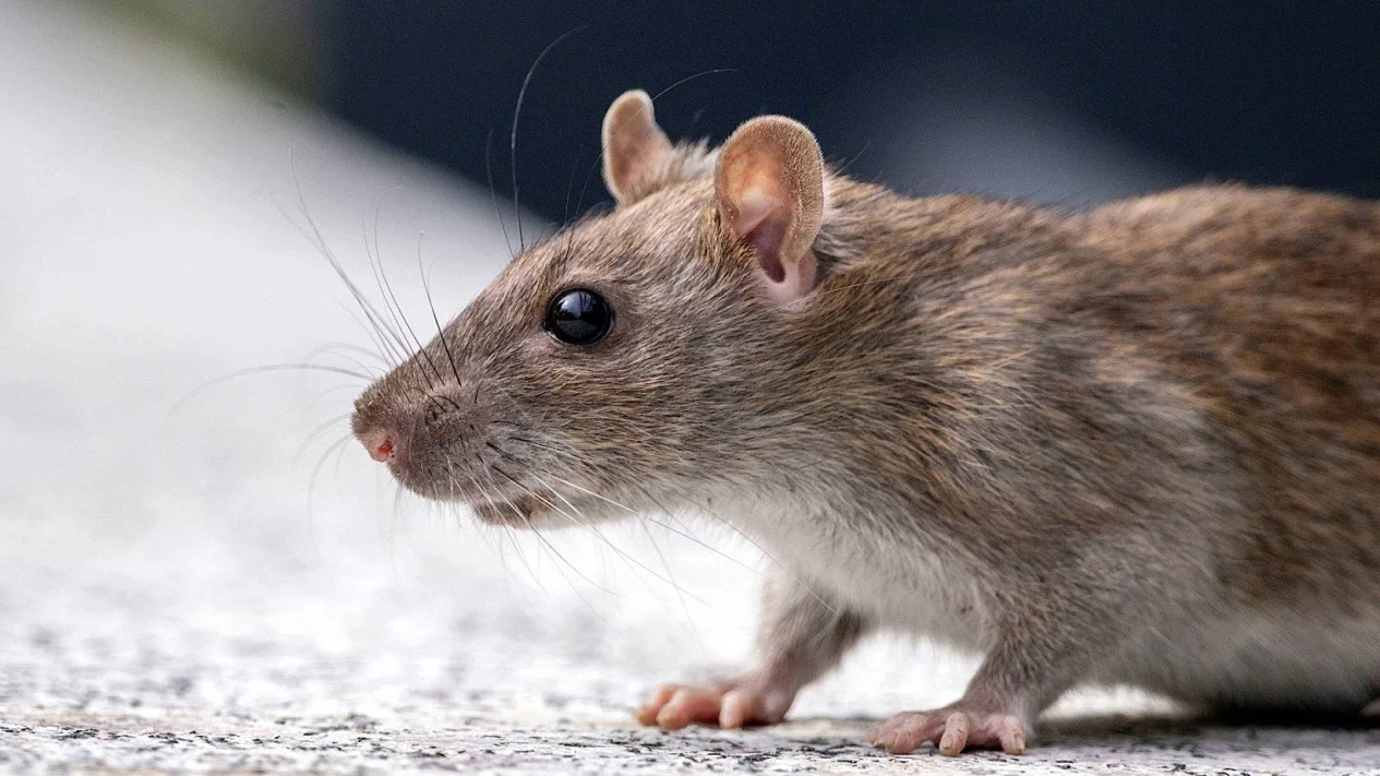 9 Cara Ampuh Basmi Tikus di Rumah dari Hantavirus