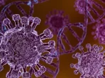 Perkiraan WHO: Hantavirus Tidak Akan Menjadi Epidemi Seperti Covid-19