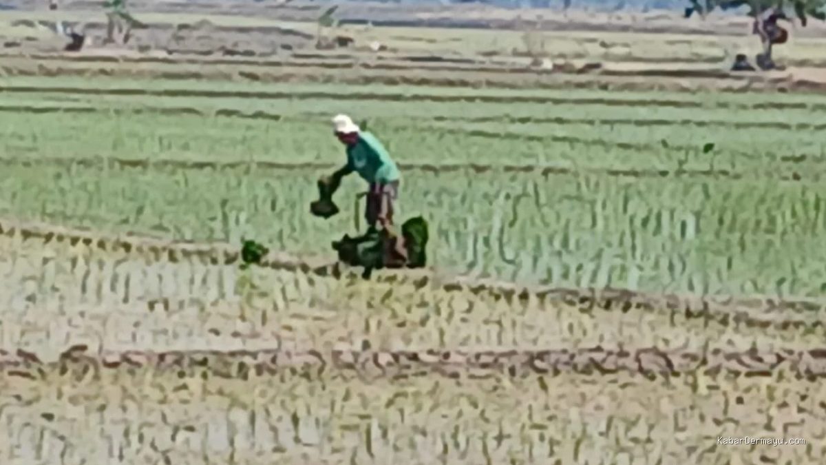 Air Melimpah, Petani Desa Lempuyang Mulai Musim Tanam Padi