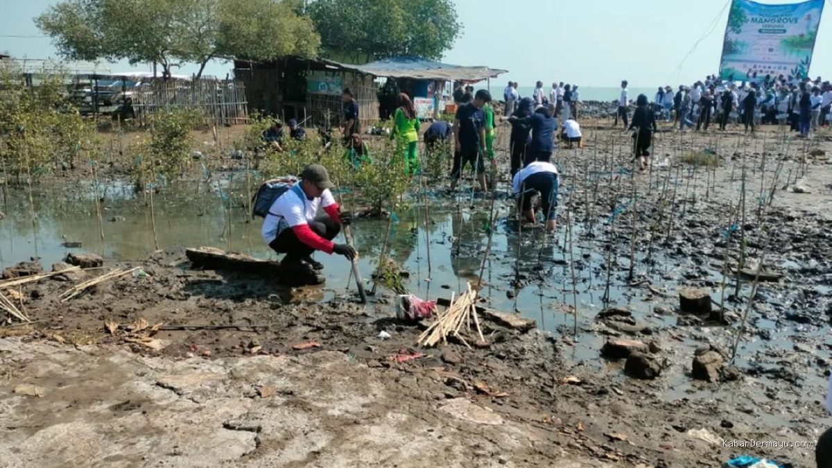 Hari Mangrove di Pantai Eretan: Upaya Pemkab Indramayu Menjaga Pesisir