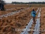 Kemarau Panjang di Indramayu, Petani Desa Situraja Beralih ke Semangka