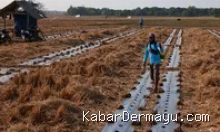 Kemarau Panjang di Indramayu, Petani Desa Situraja Beralih ke Semangka