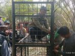 Warga Riau Diserang Beruang Madu, Petugas Segera Pasang Jebakan