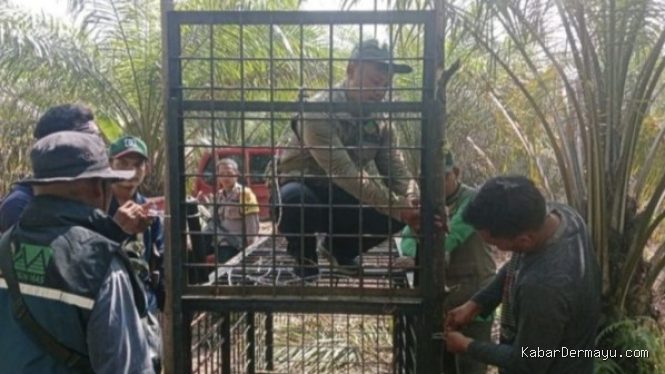 Warga Riau Diserang Beruang Madu, Petugas Segera Pasang Jebakan