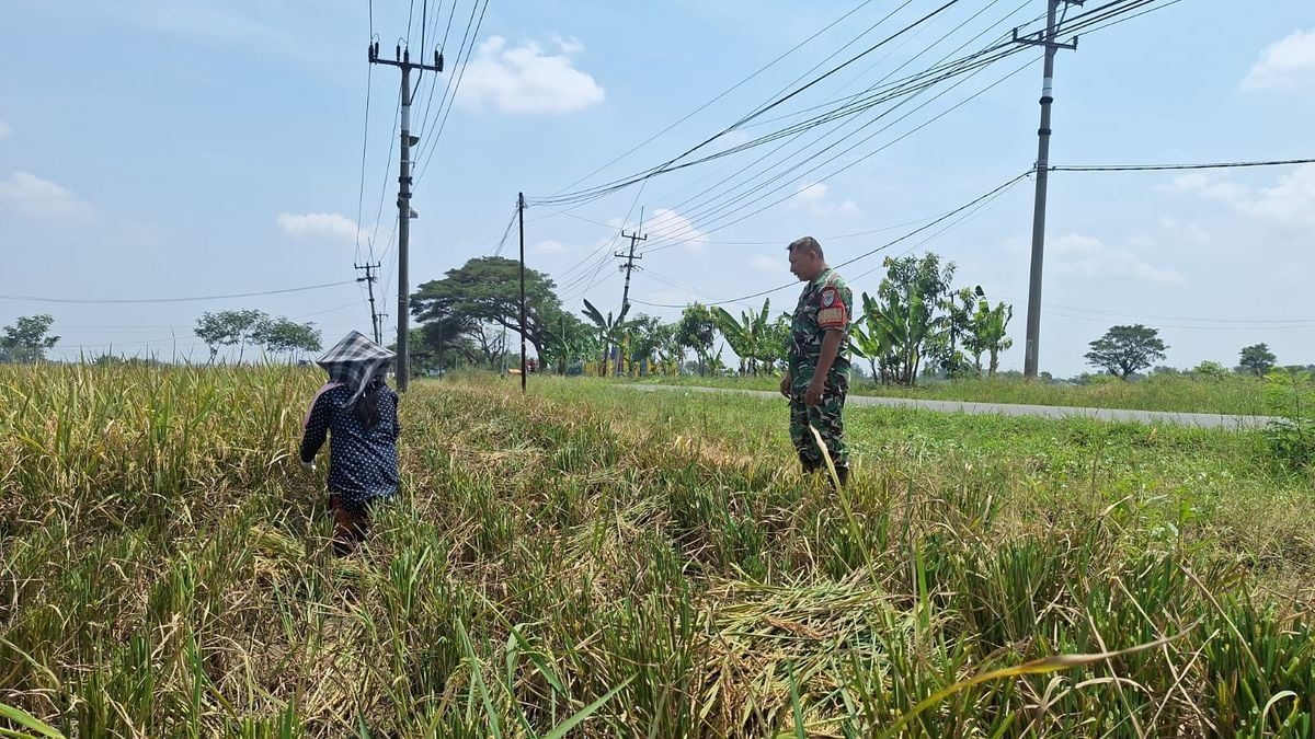Babinsa Dampingi Petani Panen demi Ketahanan Pangan