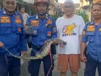 Biawak Raksasa di Indramayu, Damkar Evakuasi Cepat