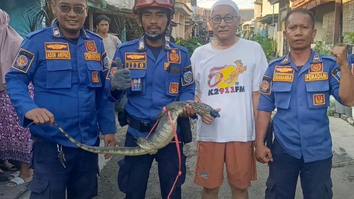 Biawak Raksasa di Indramayu, Damkar Evakuasi Cepat