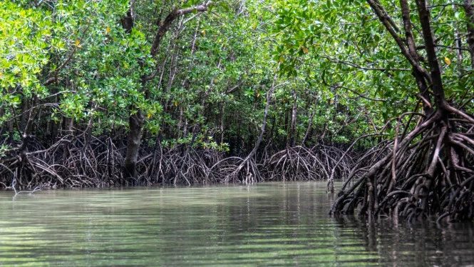 BNI Rehabilitasi 50 Hektare Mangrove Banyuwangi, Bantu 5.000 Warga