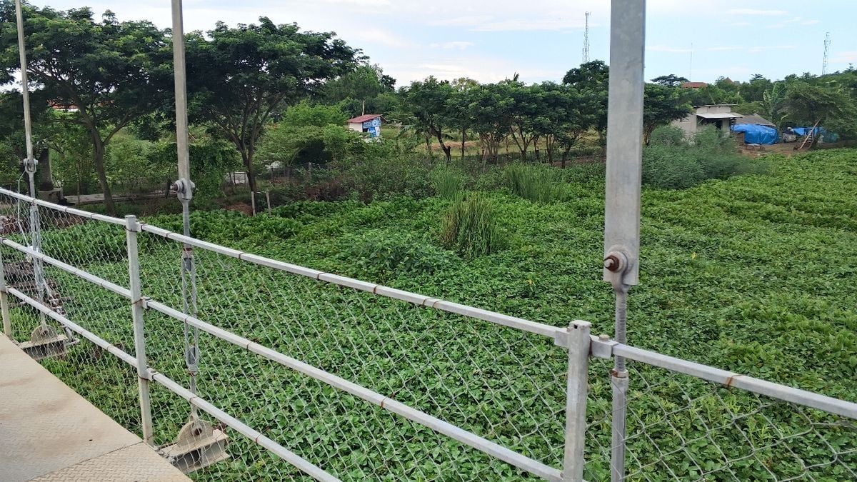 Eceng Gondok di Sungai Jumbleng: Respons Pemdes Dipertanyakan