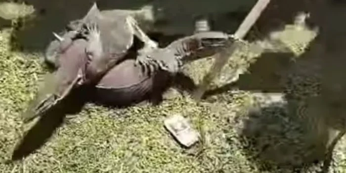 Kehadiran Biawak dalam Petisi Penolakan Revitalisasi Tambak Pantura