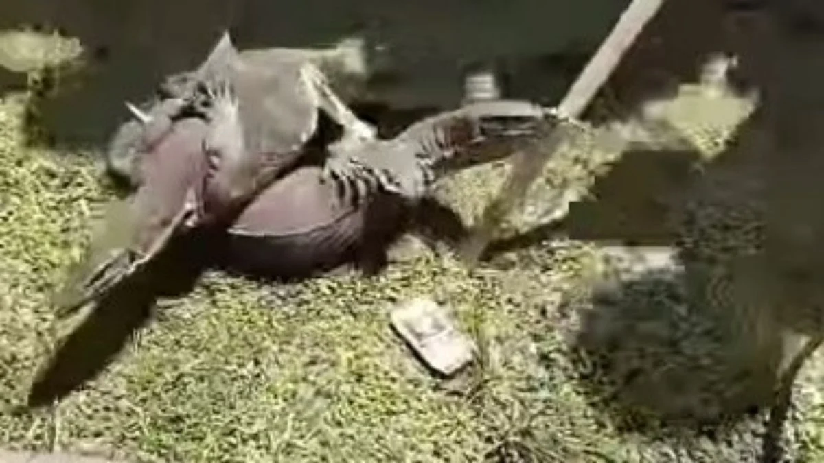 Kehadiran Biawak dalam Petisi Penolakan Revitalisasi Tambak Pantura