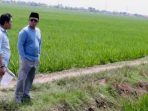 Nusron Cek Lahan Industri Indramayu, Pastikan Bukan Kawasan Pangan Berkelanjutan