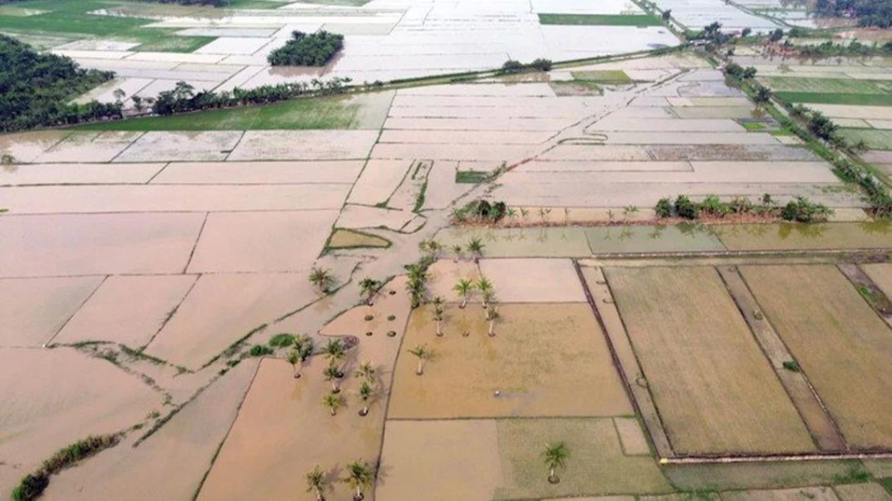 Pemulihan Ribuan Hektare Sawah untuk Jamin Ketahanan Pangan