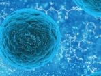 Terapi Stem Cell: Perbaiki Jaringan Rusak, Ini Faktanya
