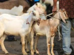 12 Bisnis Musiman Idul Adha Modal Kecil Untung Besar
