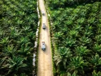 5-alasan-sawit-indonesia-butuh-iot-ai-tingkatkan-produktivitas-18037 5 Alasan Sawit Indonesia Butuh IoT & AI: Tingkatkan Produktivitas