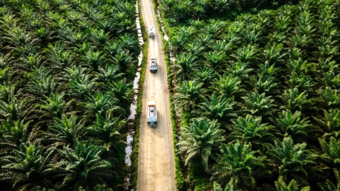 5 Alasan Sawit Indonesia Butuh IoT & AI: Tingkatkan Produktivitas