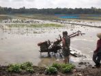 Babinsa Jatisura Dukung Percepatan Tanam MT II Petani Cikedung