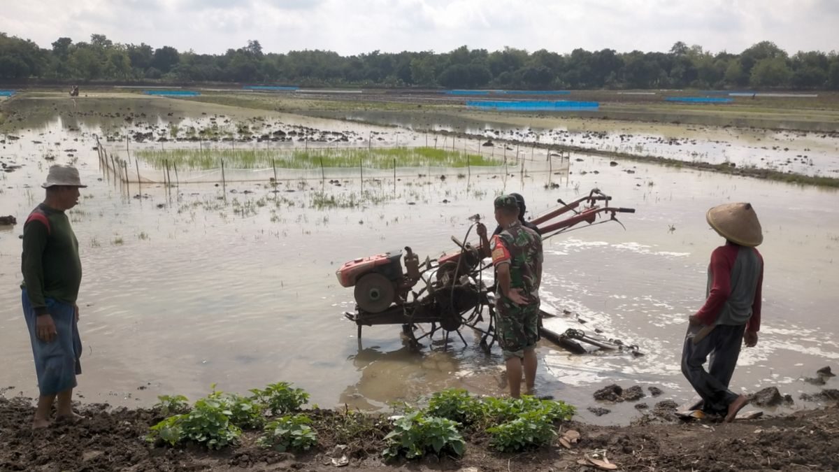 Babinsa Jatisura Dukung Percepatan Tanam MT II Petani Cikedung