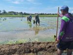 Babinsa Koramil Terisi Dampingi Petani Tanam Padi: Lebih dari Sekadar Seragam