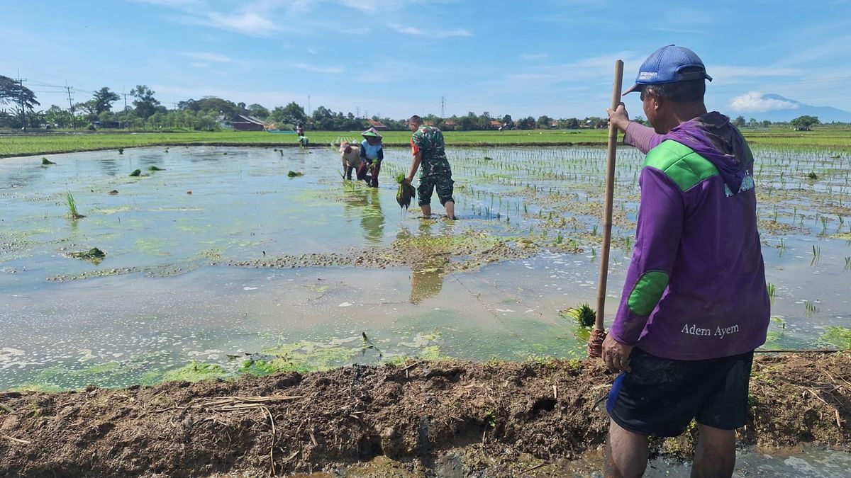 Babinsa Koramil Terisi Dampingi Petani Tanam Padi: Lebih dari Sekadar Seragam