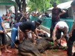 Begini Penjelasan Guru Besar UIN Jakarta Soal Sapi Kurban dari APBN