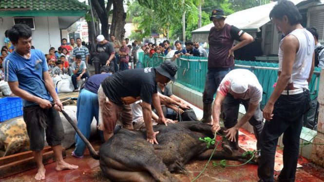 Begini Penjelasan Guru Besar UIN Jakarta Soal Sapi Kurban dari APBN