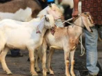 Daging Kurban Indonesia Dibagikan ke Gaza dan Afrika