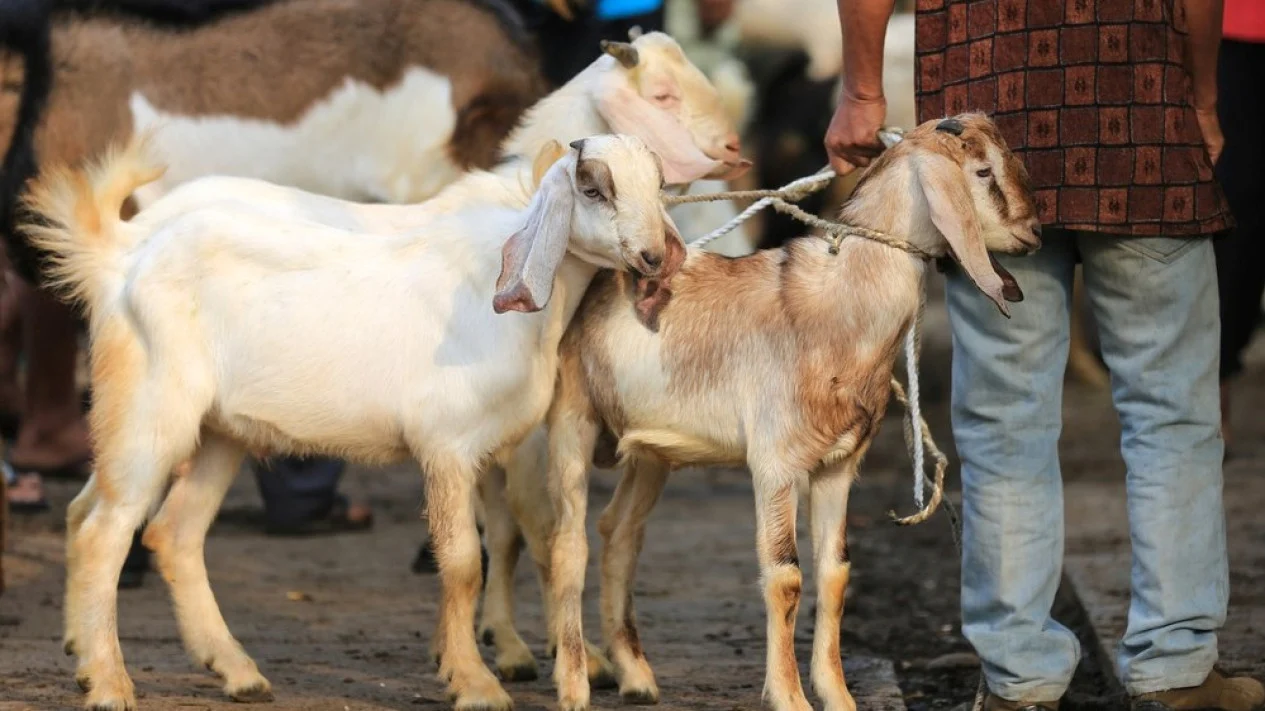 Daging Kurban Indonesia Dibagikan ke Gaza dan Afrika