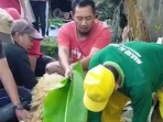 Daging Kurban Indramayu: Sukacita Warga Blok Manggungan, Kebersamaan Terjalin