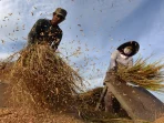 Dampak Konflik, Ketersediaan Pupuk Terancam dalam Produksi Pangan Asia