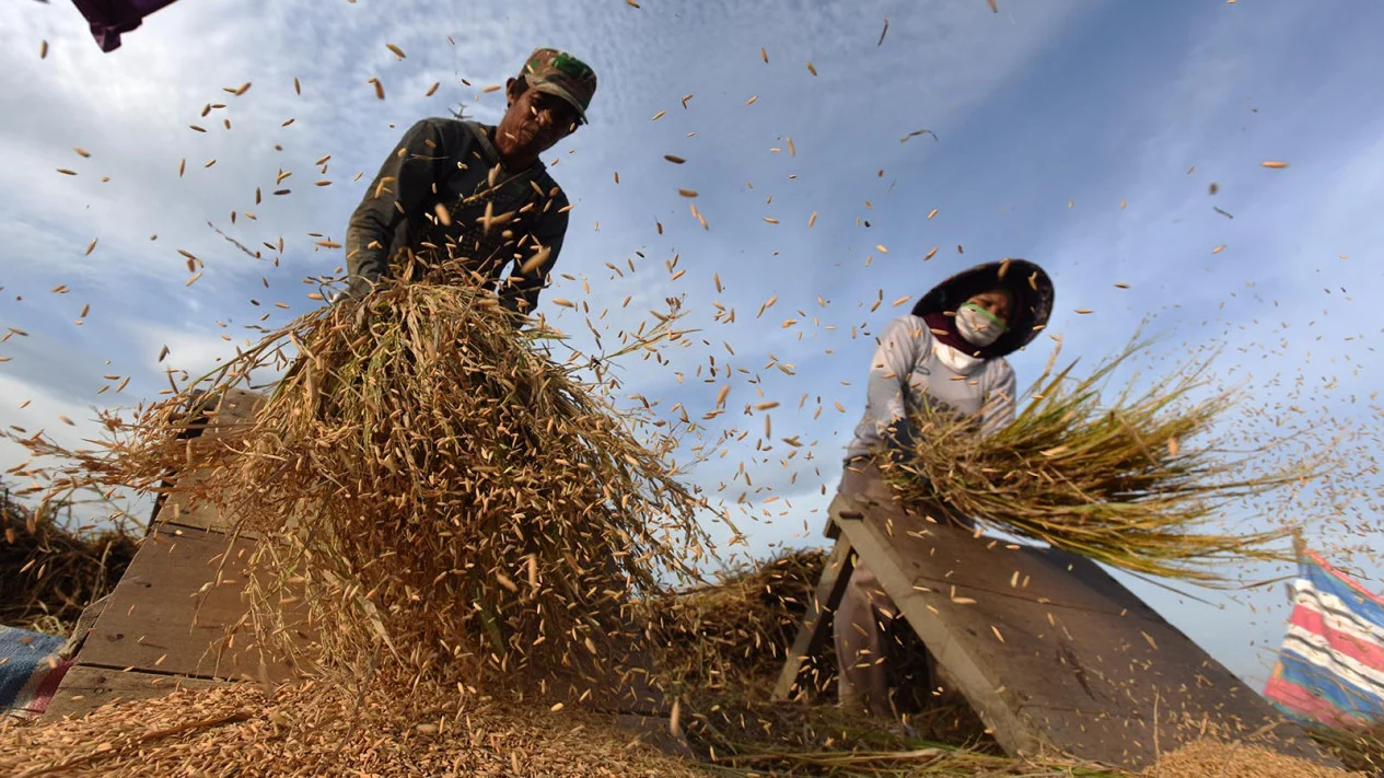 Dampak Konflik, Ketersediaan Pupuk Terancam dalam Produksi Pangan Asia