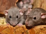 Hantavirus Menular Lewat Udara dan Cara Penularannya ke Manusia
