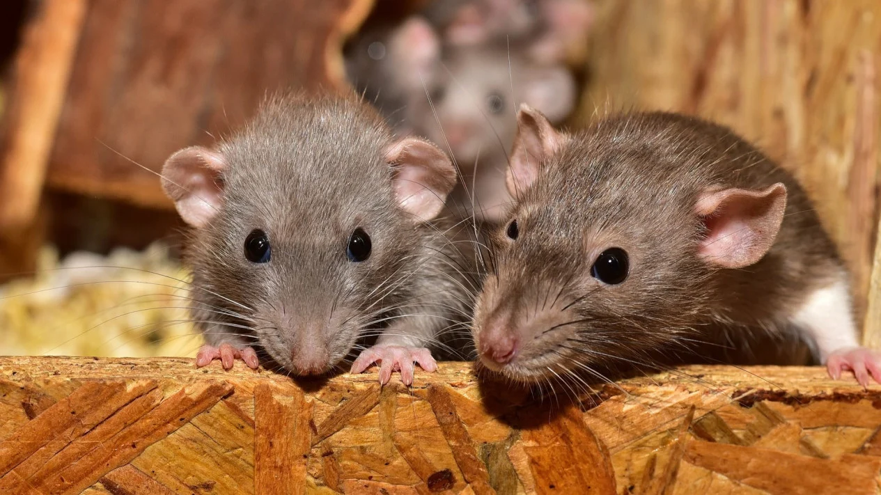 Hantavirus Menular Lewat Udara dan Cara Penularannya ke Manusia