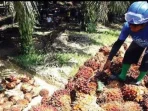 Harga Sawit Stabil: Jaga Stabilitas Harga
