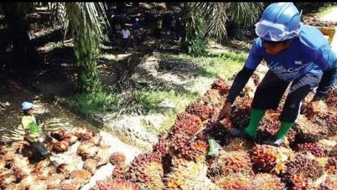 Harga Sawit Stabil: Jaga Stabilitas Harga