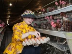 harga-telur-anjlok-anggota-dpr-dorong-kemendag-gandeng-bgn-77339 Harga Telur Anjlok: Anggota DPR Dorong Kemendag Gandeng BGN