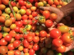Harga Tomat Naik Hampir 40 Persen, Ini Penyebabnya