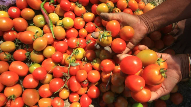 Harga Tomat Naik Hampir 40 Persen, Ini Penyebabnya