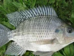 Ikan Tuna Jadi Komoditas Ekspor Unggulan Indonesia