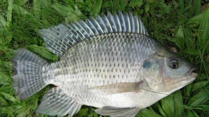 Ikan Tuna Jadi Komoditas Ekspor Unggulan Indonesia