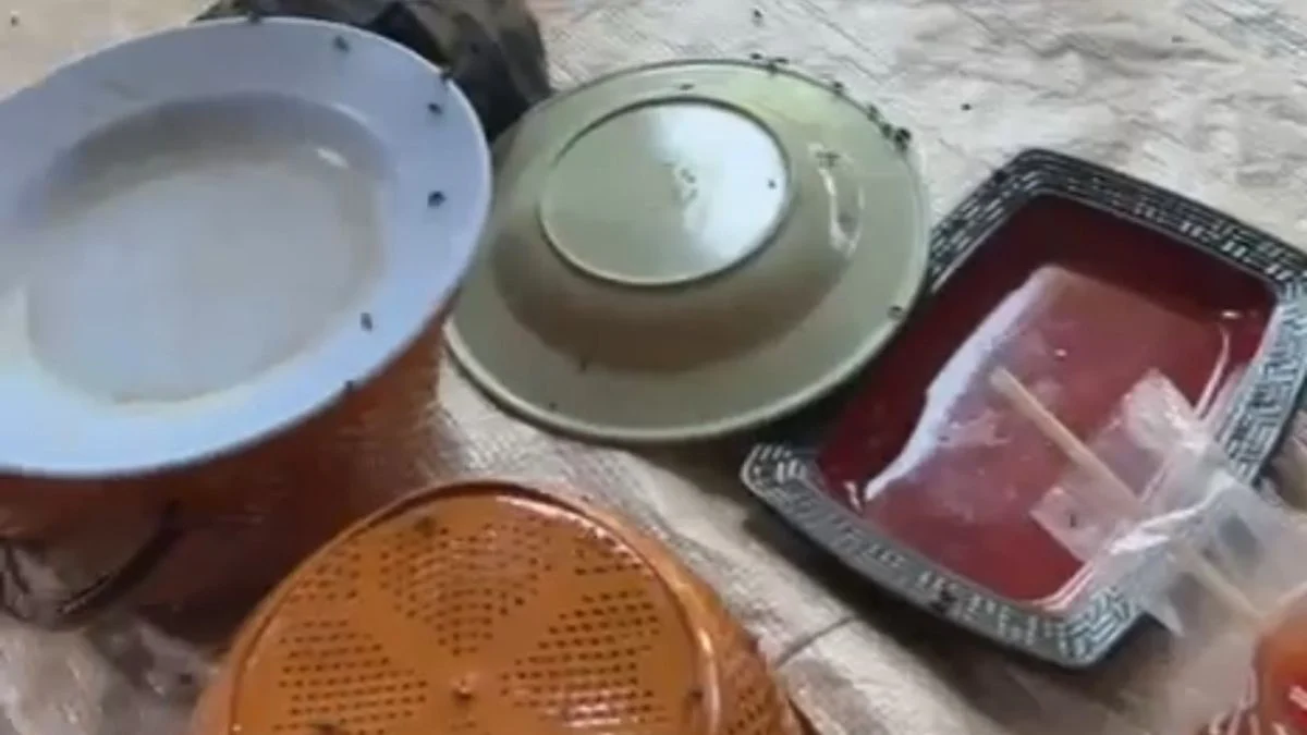 Kandang Ayam Broiler Kamplong Sebabkan Lalat Merajalela, Warga Drunten Wetan Resah