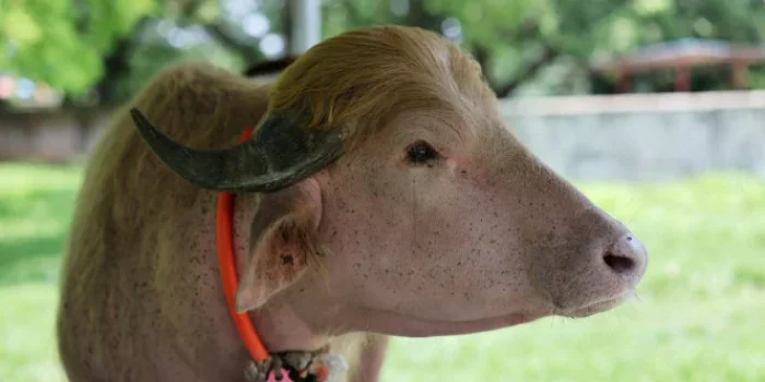 Kerbau Albino Mirip Donald Trump Selamat dari Sembelih, Ada Apa?