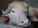 Kisah Kerbau Albino yang Selamat dari Penyembelihan Idul Adha
