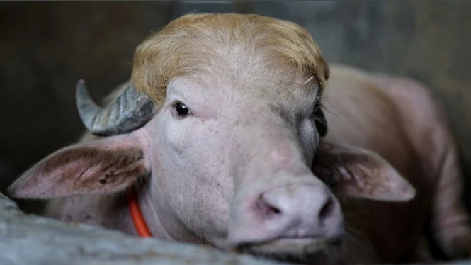 Kisah Kerbau Albino yang Selamat dari Penyembelihan Idul Adha