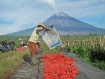 kur-bri-558-ribu-petani-23-ribu-nelayan-target-april-2026-52990 KUR BRI: 558 Ribu Petani & 23 Ribu Nelayan Target April 2026