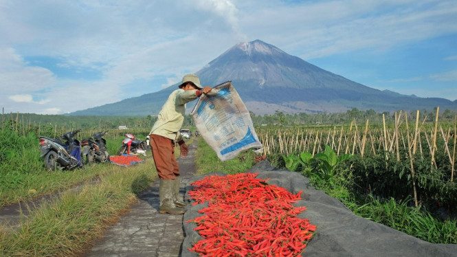 KUR BRI: 558 Ribu Petani & 23 Ribu Nelayan Target April 2026