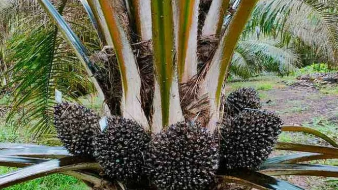 Limbah Sawit Jadi Bio-CBG: BRIN & PalmCo Kembangkan Pengganti LPG